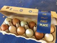 First_place_eggs_9-17