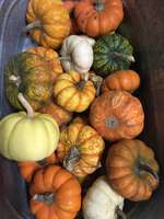 11-13-20_mini_pumpkins